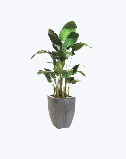 Azalea Bonsai