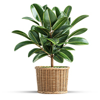 What is houseplant ?
